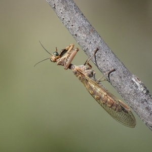 Mantispidae (family) at Red Hill, ACT - 8 Dec 2017 09:12 AM