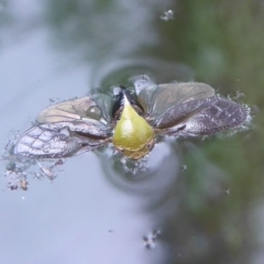 Chaetophyes compacta (Tube spittlebug) at Flynn, ACT - 5 Dec 2017 by Christine