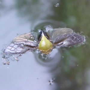 Chaetophyes compacta at Flynn, ACT - 6 Dec 2017