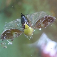 Chaetophyes compacta at Flynn, ACT - 6 Dec 2017