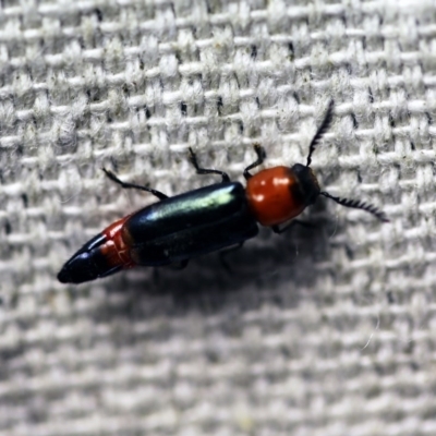 Tenerus abbreviatus (Short-winged clerid beetle) at O'Connor, ACT - 7 Dec 2017 by ibaird