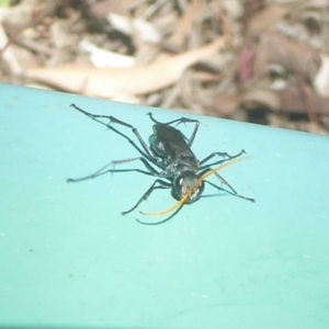 Pompilidae (family) at Flynn, ACT - 7 Dec 2017 12:00 AM