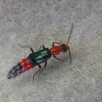 Melyridae (family) (Soft-winged flower beetle) at Dunlop, ACT - 6 Dec 2017 by Christine