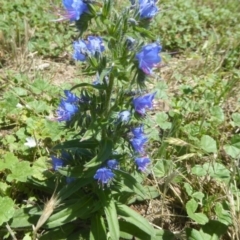 Echium vulgare (Vipers Bugloss) at Jerrabomberra Wetlands - 6 Dec 2017 by Christine