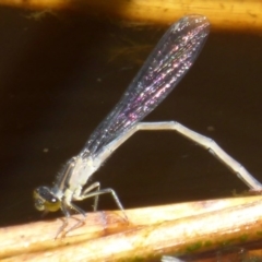 Ischnura heterosticta (Common Bluetail Damselfly) at Jerrabomberra Wetlands - 7 Dec 2017 by Christine