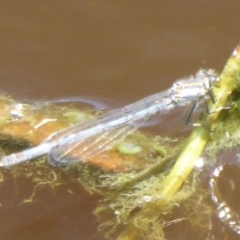 Ischnura heterosticta at Fyshwick, ACT - 7 Dec 2017