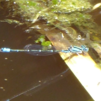 Austroagrion watsoni (Eastern Billabongfly) at Jerrabomberra Wetlands - 6 Dec 2017 by Christine