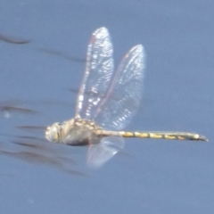 Hemicordulia tau (Tau Emerald) at Fyshwick, ACT - 6 Dec 2017 by Christine