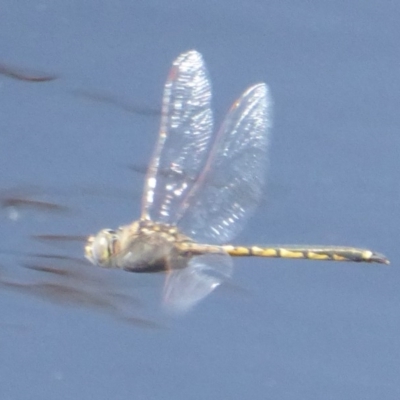 Hemicordulia tau (Tau Emerald) at Jerrabomberra Wetlands - 7 Dec 2017 by Christine