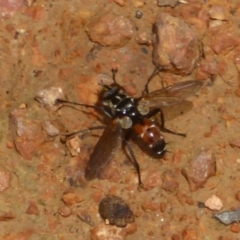 Cylindromyia sp. (genus) (Bristle fly) at Jerrabomberra Wetlands - 6 Dec 2017 by Christine