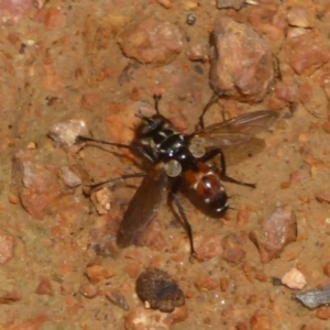 Cylindromyia sp. (genus) at Fyshwick, ACT - 7 Dec 2017