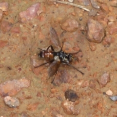 Cylindromyia sp. (genus) at Fyshwick, ACT - 7 Dec 2017