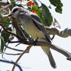 Coracina novaehollandiae (Black-faced Cuckooshrike) at Jerrabomberra Wetlands - 9 Dec 2017 by RodDeb