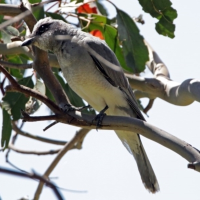 Coracina novaehollandiae (Black-faced Cuckooshrike) at Jerrabomberra Wetlands - 9 Dec 2017 by RodDeb