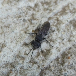 Pison sp. (genus) at Fyshwick, ACT - 7 Dec 2017