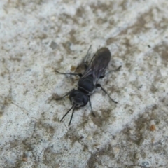 Pison sp. (genus) (Black mud-dauber wasp) at Jerrabomberra Wetlands - 6 Dec 2017 by Christine