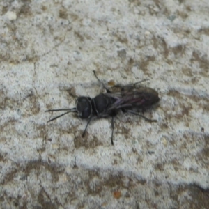 Pison sp. (genus) at Fyshwick, ACT - 7 Dec 2017