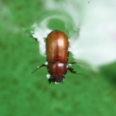 Melolonthinae (subfamily) (Cockchafer) at Flynn, ACT - 8 Dec 2017 by Christine