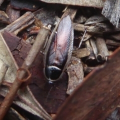 Johnrehnia concisa (A native cockroach) at Flynn, ACT - 8 Dec 2017 by Christine