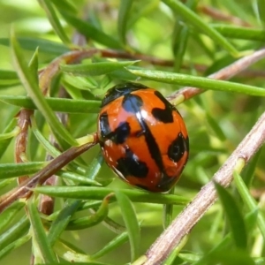 Coccinella transversalis at Flynn, ACT - 8 Dec 2017 12:00 AM