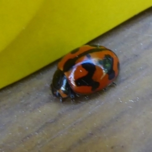 Coccinella transversalis at Flynn, ACT - 8 Dec 2017 12:00 AM