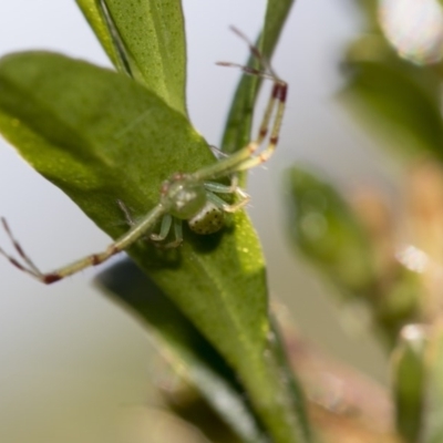 Lehtinelagia prasina (Leek-green flower spider) at Higgins, ACT - 23 Nov 2017 by AlisonMilton