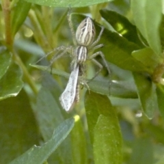 Oxyopes sp. (genus) (Lynx spider) at Higgins, ACT - 24 Nov 2017 by Alison Milton