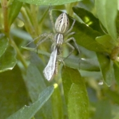 Oxyopes sp. (genus) (Lynx spider) at Higgins, ACT - 25 Nov 2017 by AlisonMilton