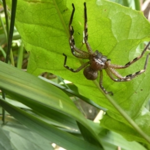 Neosparassus calligaster at Higgins, ACT - 25 Nov 2017