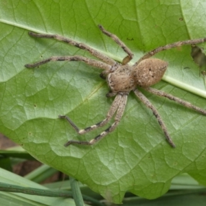 Neosparassus calligaster at Higgins, ACT - 25 Nov 2017