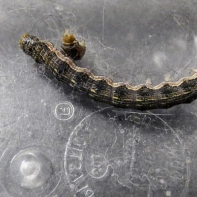 Helicoverpa armigera (Cotton bollworm, Corn earworm) at Higgins, ACT - 25 Nov 2017 by AlisonMilton