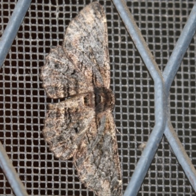 Pholodes sinistraria (Sinister or Frilled Bark Moth) at Higgins, ACT - 24 Nov 2017 by Alison Milton