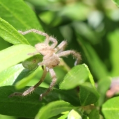 Sparassidae (family) (A Huntsman Spider) at Higgins, ACT - 28 Nov 2017 by AlisonMilton