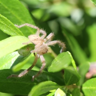 Sparassidae (family) (A Huntsman Spider) at Higgins, ACT - 28 Nov 2017 by AlisonMilton