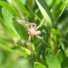 Sparassidae (family) at Higgins, ACT - 28 Nov 2017