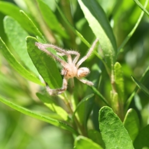 Sparassidae (family) at Higgins, ACT - 28 Nov 2017