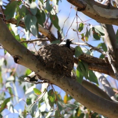 Grallina cyanoleuca (Magpie-lark) at Higgins, ACT - 30 Nov 2017 by AlisonMilton