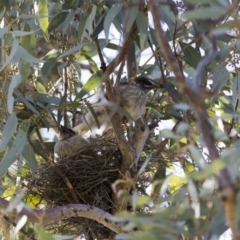 Anthochaera carunculata (Red Wattlebird) at Higgins, ACT - 29 Nov 2017 by AlisonMilton