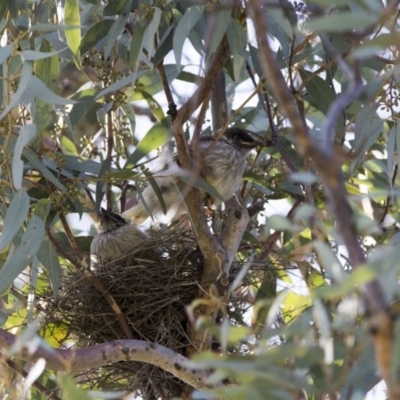 Anthochaera carunculata (Red Wattlebird) at Higgins, ACT - 30 Nov 2017 by AlisonMilton