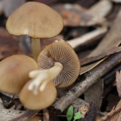 zz agaric (stem; gills white/cream) at Higgins, ACT - 6 Dec 2017 by Alison Milton