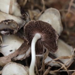 zz agaric (stem; gills white/cream) at Higgins, ACT - 6 Dec 2017