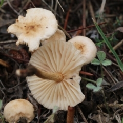 zz agaric (stem; gills white/cream) at Scullin, ACT - 6 Dec 2017 by Alison Milton