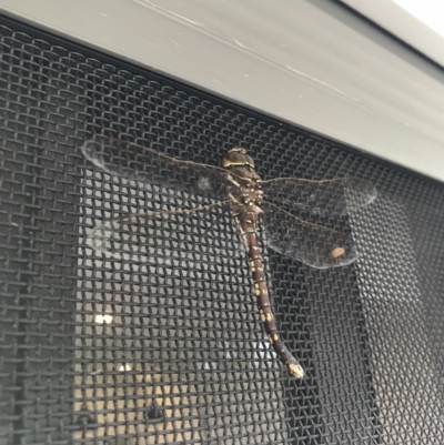 Adversaeschna brevistyla (Blue-spotted Hawker) at Watson, ACT - 3 Dec 2017 by AaronClausen