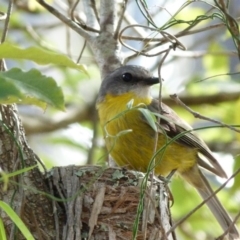 Eopsaltria australis (Eastern Yellow Robin) at Barragga Bay, NSW - 8 Dec 2017 by narelle