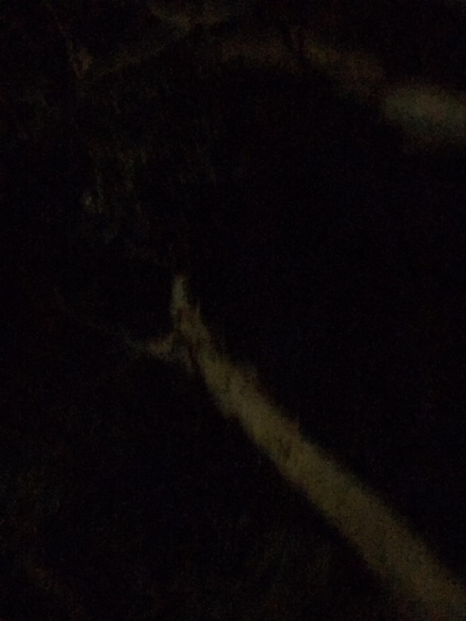 Petaurus notatus at Hughes, ACT - 13 Dec 2017 09:07 PM