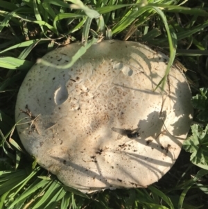 Agaricus sp. at Watson, ACT - 10 Dec 2017 07:57 AM