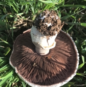 Agaricus sp. at Watson, ACT - 10 Dec 2017 07:57 AM