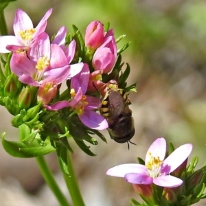 Odontomyia hunteri at Paddys River, ACT - 7 Dec 2017