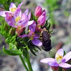 Odontomyia hunteri at Paddys River, ACT - 7 Dec 2017