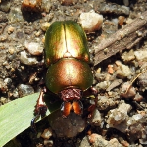 Lamprima aurata at Paddys River, ACT - 7 Dec 2017